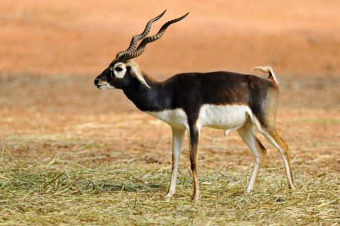 10 Rare and Exotic Wildlife Species Found In India - Travel Blog: Travel  tips, tricks & more by Cleartrip