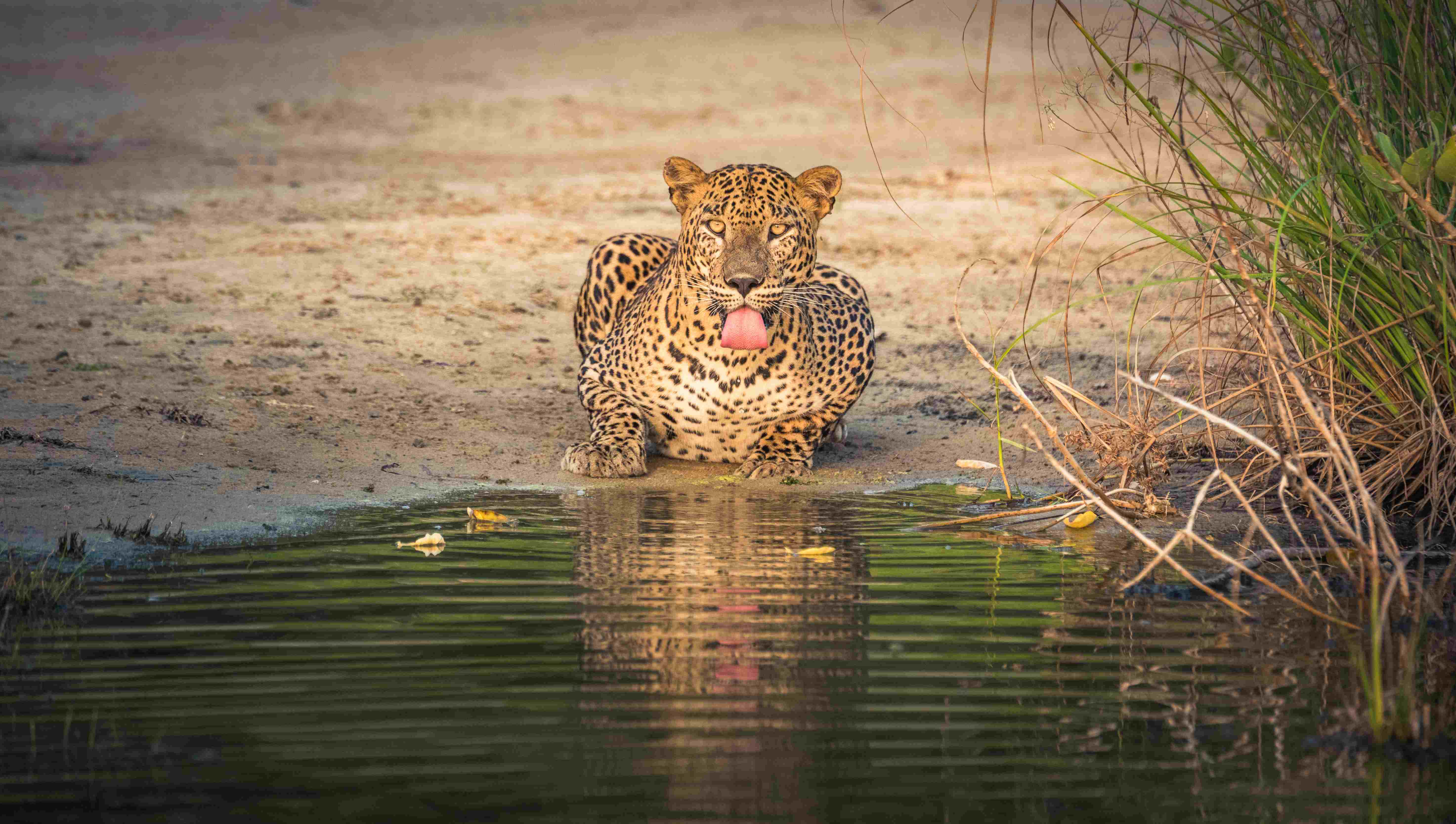 Exotic Sri Lanka