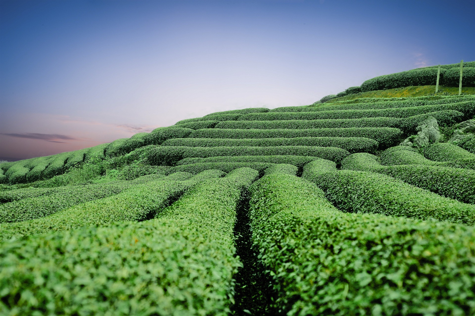 Kerala Tea Trails