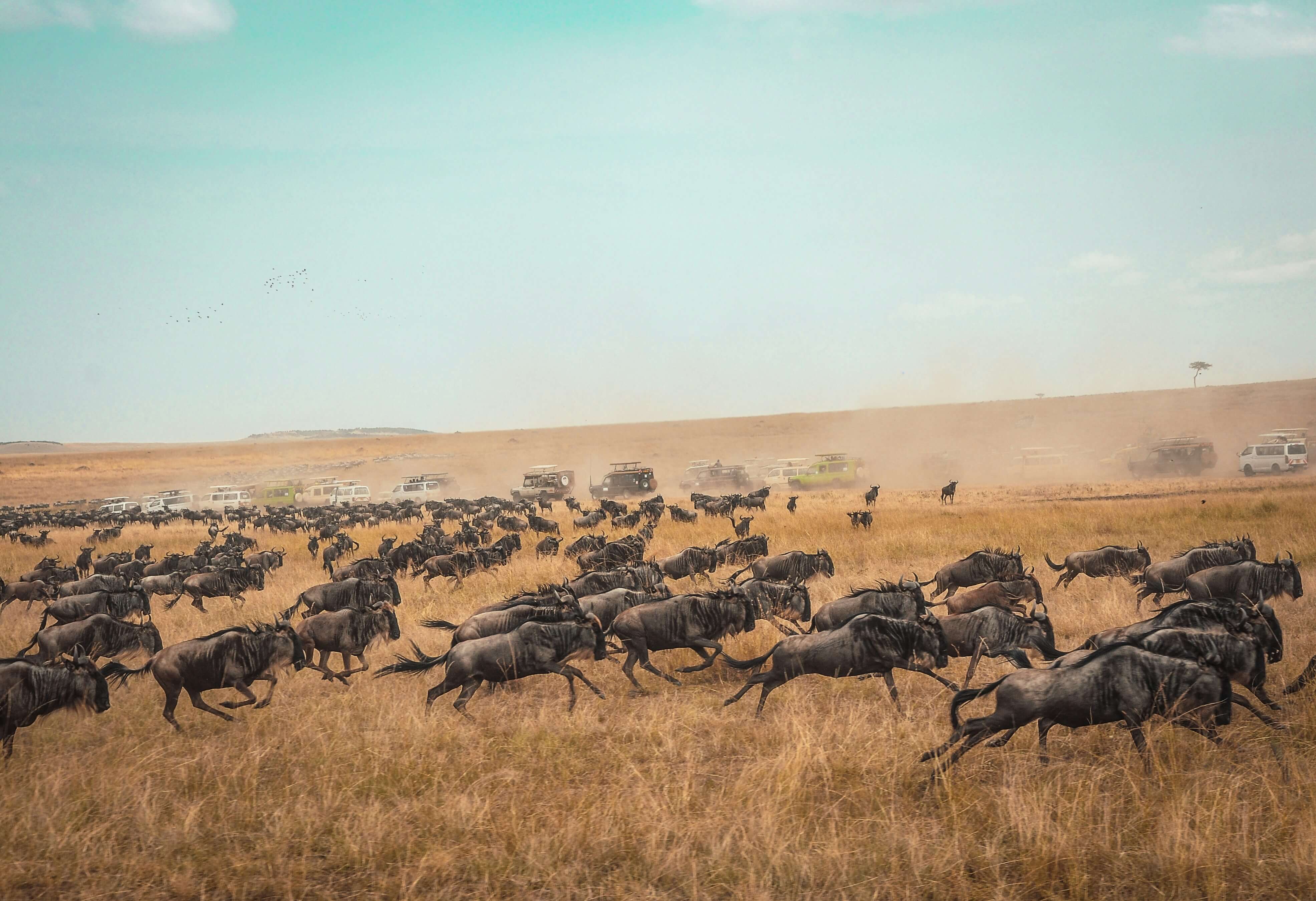 Bushes to Beaches: Maasai Mara