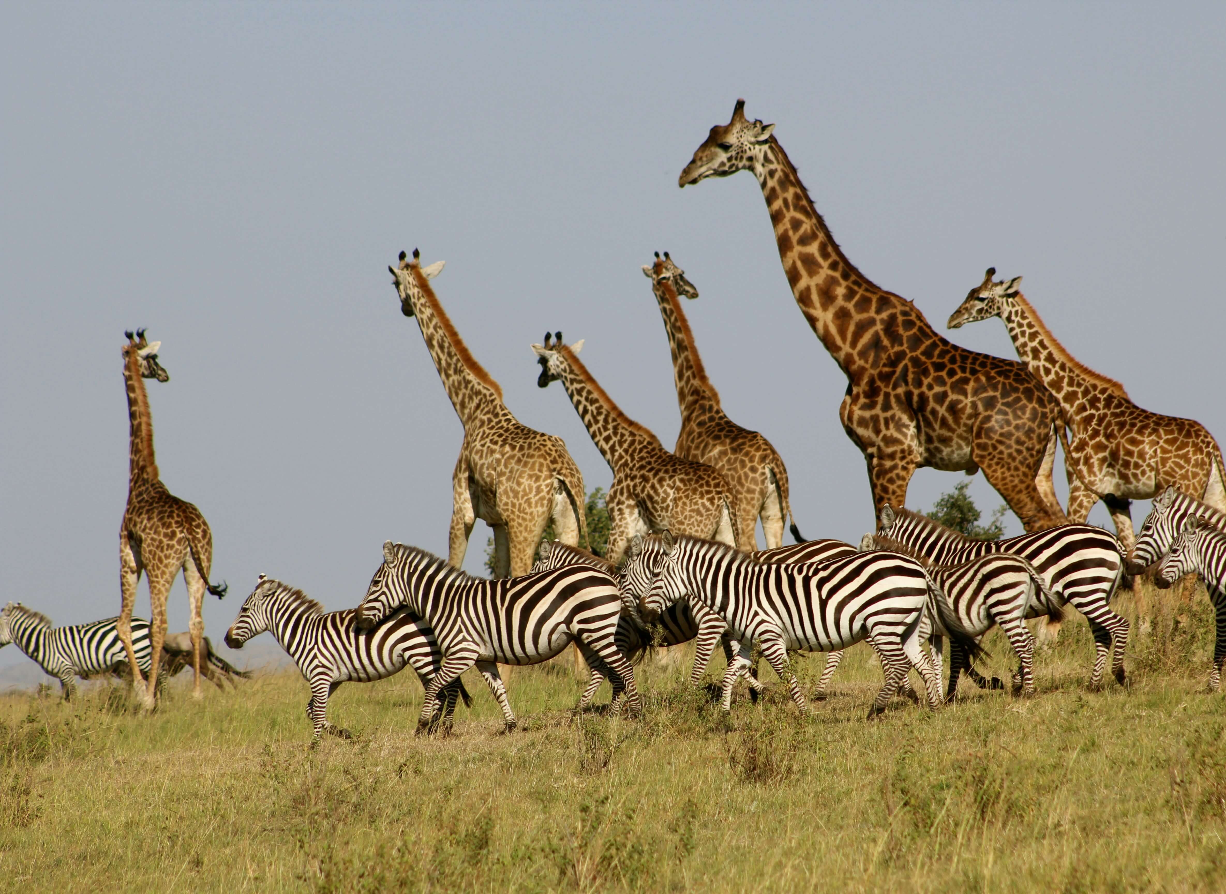 The Big Five Trail: Maasai Mara